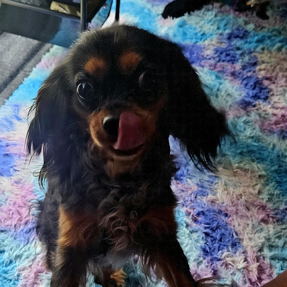 Meet your Posher, Christina - Picture 2 of 2